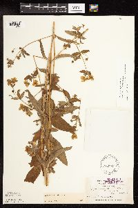 Lysimachia hybrida image