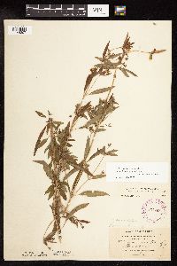 Lysimachia hybrida image