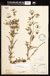 Lysimachia hybrida image