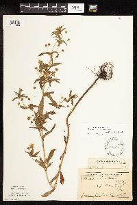 Lysimachia hybrida image