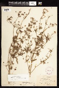 Lysimachia hybrida image