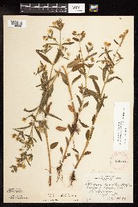 Lysimachia hybrida image