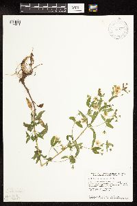 Lysimachia hybrida image