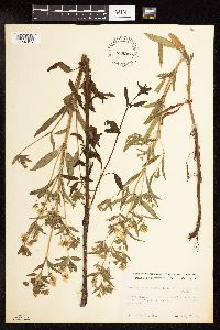 Lysimachia hybrida image