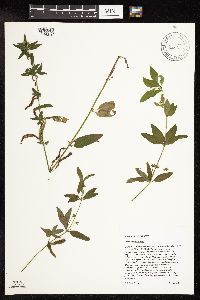 Lysimachia hybrida image