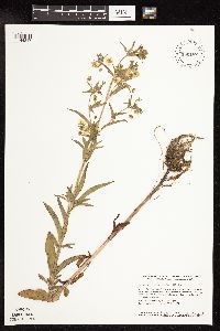 Lysimachia hybrida image
