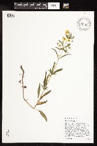 Lysimachia hybrida image