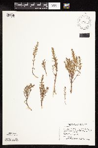 Image of Lysimachia maritima