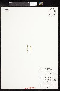 Image of Lysimachia minima