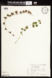 Image of Lysimachia nummularia