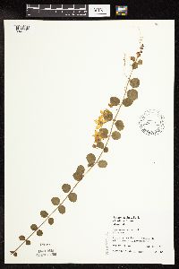 Lysimachia nummularia image