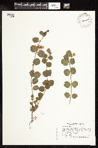 Lysimachia nummularia image