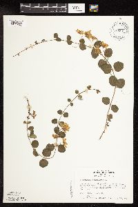 Lysimachia nummularia image