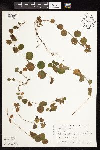 Lysimachia nummularia image