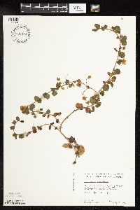 Lysimachia nummularia image