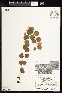 Lysimachia nummularia image