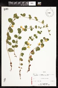 Lysimachia nummularia image