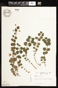 Lysimachia nummularia image