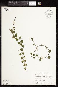 Lysimachia nummularia image