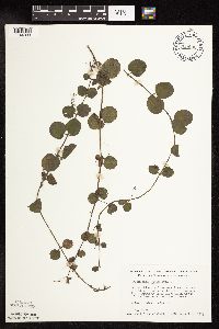 Lysimachia nummularia image