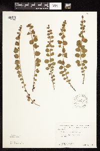 Lysimachia nummularia image