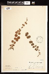 Lysimachia nummularia image