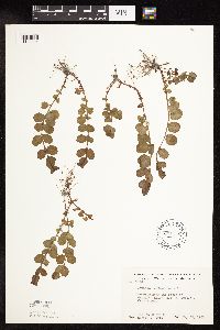 Lysimachia nummularia image