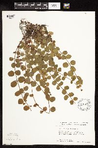 Lysimachia nummularia image