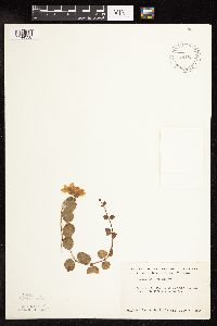 Lysimachia nummularia image