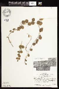 Lysimachia nummularia image