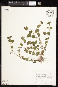 Lysimachia nummularia image