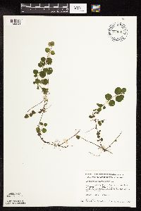 Lysimachia nummularia image