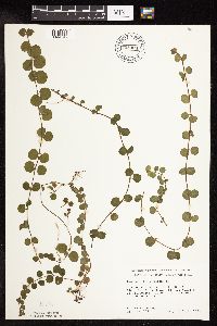 Lysimachia nummularia image