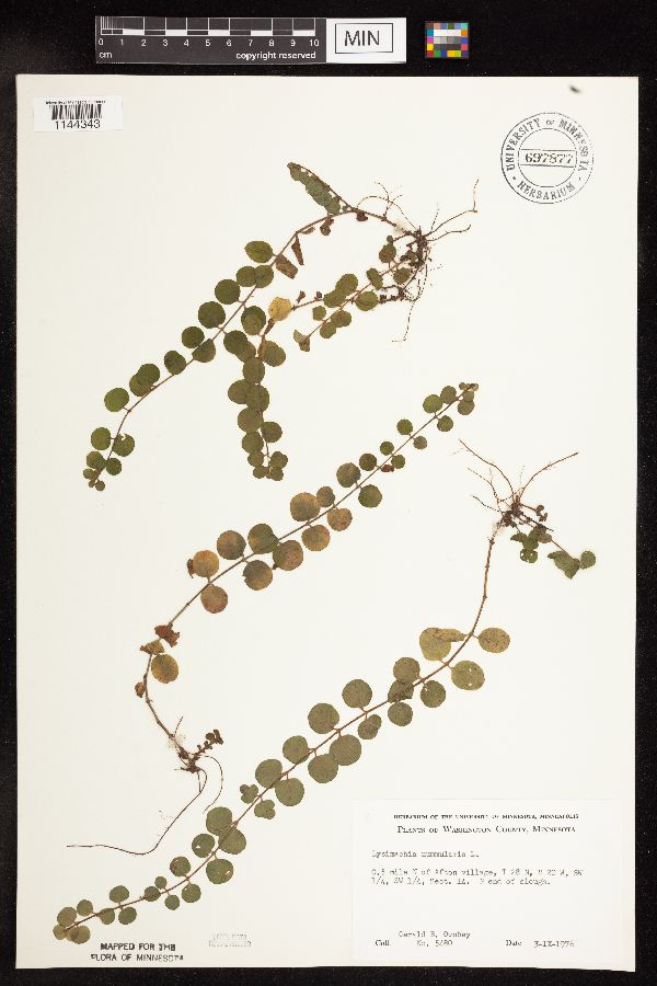 Lysimachia image