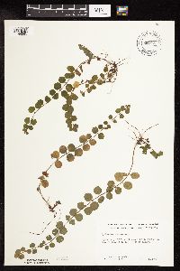 Lysimachia nummularia image