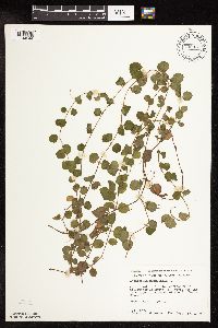 Lysimachia nummularia image