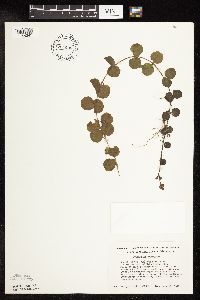 Lysimachia nummularia image