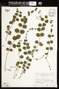 Lysimachia nummularia image