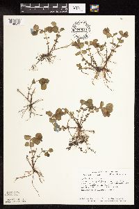 Lysimachia nummularia image