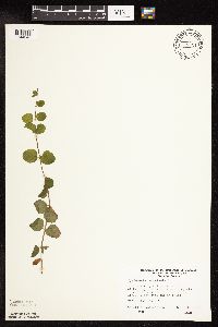 Lysimachia nummularia image