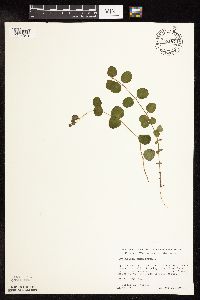 Lysimachia nummularia image