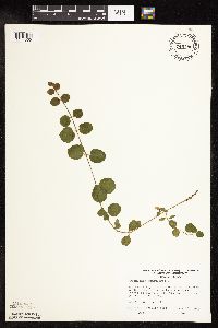 Lysimachia nummularia image