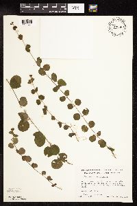 Lysimachia nummularia image