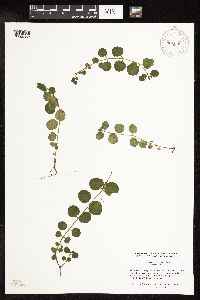 Lysimachia nummularia image