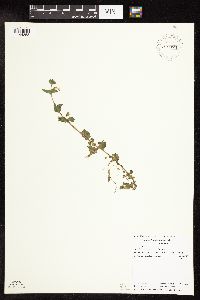 Lysimachia nummularia image