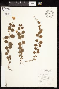 Lysimachia nummularia image