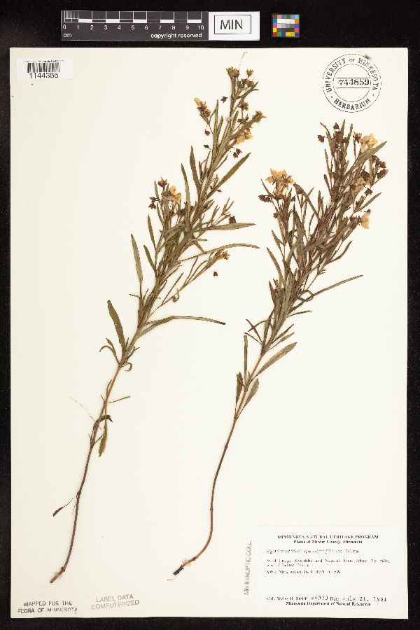 Lysimachia quadriflora image