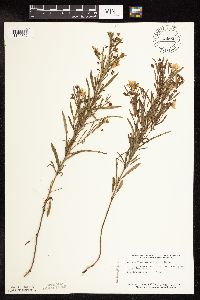 Image of Lysimachia quadriflora