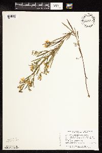 Lysimachia quadriflora image