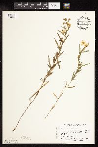 Lysimachia quadriflora image